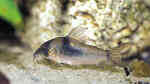 Corydoras septentrionalis im Aquarium halten (Einrichtungsbeispiele für Langschnauzen-Panzerwels)