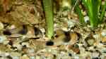 Corydoras weitzmani im Aquarium halten (Einrichtungsbeispiele für Zweifleck Panzerwels)
