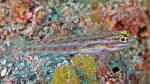 Coryphopterus punctipectophorus im Aquarium halten (Einrichtungsbeispiele für Coryphopterus punctipectophorus)
