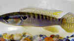 Crenicichla punctata im Aquarium halten (Einrichtungsbeispiele für Crenicichla punctata)