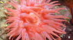 Cribrinopsis fernaldi im Aquarium halten (Einrichtungsbeispiele für Purpur-Anemone)