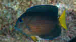 Ctenochaetus binotatus im Aquarium halten (Einrichtungsbeispiele für Zweifleck-Borstenzahn-Doktorfisch)