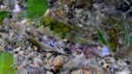 Ctenogobiops tangaroai im Aquarium halten (Einrichtungsbeispiele für Sichelgrundel)