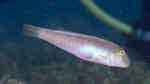 Cymolutes praetextatus im Aquarium halten (Einrichtungsbeispiele für Doppelpunkt-Messerlippfisch)