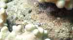 Cyphastrea chalcidicum im Aquarium halten (Einrichtungsbeispiele für Großpolypige Steinkoralle)