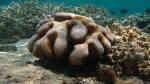 Cyphastrea serailia im Aquarium halten (Einrichtungsbeispiele für Großpolypige Steinkoralle)