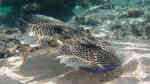 Dactyloptena orientalis im Aquarium halten (Einrichtungsbeispiele für Orientalischer Flughahn)