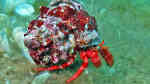 Dardanus arrosor im Aquarium halten (Einrichtungsbeispiele für Mittelmeereinsiedlerkrebs)