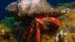 Dardanus calidus im Aquarium halten (Einrichtungsbeispiele für Großer Roter Einsiedlerkrebs)