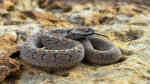 Dasypeltis scabra im Terrarium halten (Einrichtungsbeispiele für Afrikanische Eierschlangen)