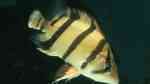 Datnioides undecimradiatus im Aquarium halten (Einrichtungsbeispiele für Mekong-Tigerbarsch)