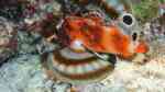 Dendrochirus biocellatus im Aquarium halten (Einrichtungsbeispiele für Pfauenaugen-Zwergfeuerfisch)