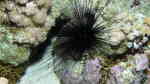 Diadema paucispinum im Aquarium halten (Einrichtungsbeispiele für Nadel-Diadem-Seeigel)