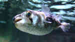 Diodon nicthemerus im Aquarium halten (Einrichtungsbeispiele für Schlankstacheliger Igelfisch)
