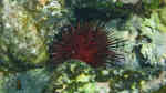 Echinometra lucunter im Aquarium halten (Einrichtungsbeispiele für Karibischer Bohrseeigel)