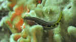 Ecsenius lineatus im Aquarium halten (Einrichtungsbeispiele für Gestreifter Blenny)