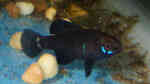 Elassoma okefenokee im Aquarium halten (Einrichtungsbeispiele für Okefenokee-Zwergschwarzbarsch)