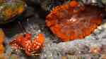Enoplometopus antillensis im Aquarium halten (Einrichtungsbeispiele für Roter Atlantik Riffhummer)