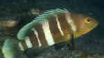 Epinephelus awoara im Aquarium halten (Einrichtungsbeispiele für Gelber Zackenbarsch)