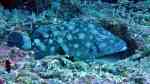 Epinephelus coeruleopunctatus im Aquarium halten (Einrichtungsbeispiele für Weißflecken Zackenbarsch)