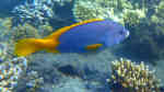Epinephelus flavocaeruleus im Aquarium halten (Einrichtungsbeispiele für Gelbflossen-Zackenbarsch)