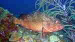 Epinephelus guttatus im Aquarium halten (Einrichtungsbeispiele für Trauerrand-Zackenbarsch)