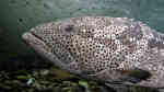 Epinephelus malabaricus im Aquarium halten (Einrichtungsbeispiele für Malabar-Zackenbarsch)