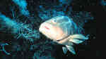 Epinephelus striatus im Aquarium halten (Einrichtungsbeispiele für Nassau-Zackenbarsch)