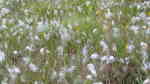 Eriophorum angustifolium am Gartenteich (Einrichtungsbeispiele mit Schmalblättriges Wollgras)