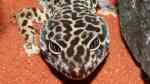 Eublepharis macularius im Terrarium halten (Einrichtungsbeispiele für Leopardgecko)