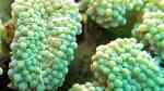 Euphyllia cristata im Aquarium halten (Einrichtungsbeispiele für Grüne Trauben-Koralle)