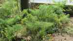 Foeniculum vulgare am Gartenteich (Einrichtungsbeispiele mit Gewürzfenchel)