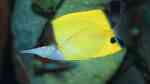 Forcipiger flavissimus im Aquarium halten (Einrichtungsbeispiele für Gelber Masken-Pinzettfisch)
