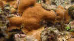 Gardineroseris planulata im Aquarium halten (Einrichtungsbeispiele für Großpolypige Steinkoralle)