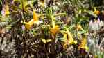 Gauklerblumen am Gartenteich pflegen (Teichbeispiele mit Mimulus)