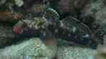 Gobius cruentatus im Aquarium halten (Einrichtungsbeispiele für Rotlippengrundel)