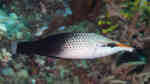 Gomphosus varius im Aquarium halten (Einrichtungsbeispiele für Langnasen-Lippfisch)
