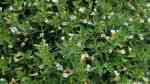 Gratiola officinalis im Gartenteich pflegen (Einrichtungsbeispiele für Gottesgnadenkraut)