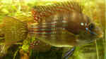 Gymnogeophagus terrapurpura im Aquarium halten (Einrichtungsbeispiele für Gymnogeophagus terrapurpura)