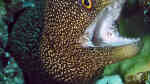 Gymnothorax meleagris im Aquarium halten (Einrichtungsbeispiele für Weißmaul-Muräne)