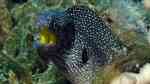 Gymnothorax nudivomer im Aquarium halten (Einrichtungsbeispiele für Gelbmaul-Muräne)