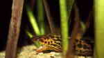 Gymnothorax polyuranodon im Aquarium halten (Einrichtungsbeispiele für Leopardmuränen)
