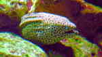 Gymnothorax reticularis im Aquarium halten (Einrichtungsbeispiele für Gefleckte Netzmuräne)