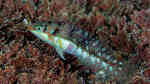 Halichoeres nebulosus im Aquarium halten (Einrichtungsbeispiele für Kirschflecken-Lippfisch)