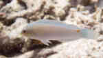 Halichoeres trimaculatus im Aquarium halten (Einrichtungsbeispiele für Dreifleck-Junker)