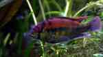 Haplochromis aeneocolor im Aquarium halten (Einrichtungsbeispiele für Papyrus Maulbrüter)