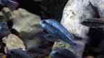 Haplochromis degeni im Aquarium halten (Einrichtungsbeispiele für Haplochromis degeni)