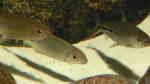 Hemiodus gracilis im Aquarium halten (Einrichtungsbeispiele für Federsalmler)