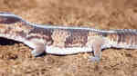 Hemitheconyx caudicinctus im Terrarium halten (Einrichtungsbeispiele für Westafrikanischer Lidgecko)