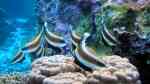 Heniochus chrysostomus im Aquarium halten (Einrichtungsbeispiele für Pazifik-Wimpelfisch)